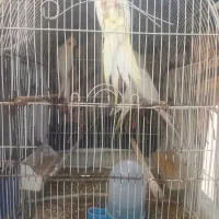 عروس هلندی لوتینو فروش فوری زیره قیمت