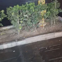 کارت ملی و کارت بانکی گم‌شده