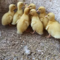 تخم نطفه دار اردک|حیوانات مزرعه|مشهد, ویلاشهر|دیوار