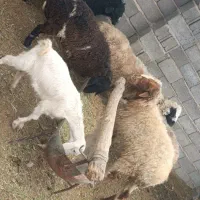 میش معاوضه با گاو یا گوساله|حیوانات مزرعه|شهر بابک, |دیوار