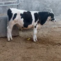 گوساله نر سیمیتال مناسب پروار|حیوانات مزرعه|تیران, |دیوار