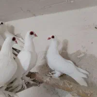 لوتی