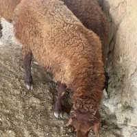 بره نر سنگین قلم ابی