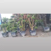 باغچه ای فضای سبز گل بیرون|گل و گیاه طبیعی|سیاهکل, |دیوار