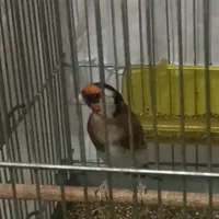 سهره دهندار