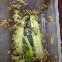 حلزون
