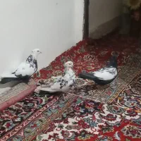 چهار تارنگی بادونا طوطی کوتوله موولد|پرنده|ایوان, |دیوار