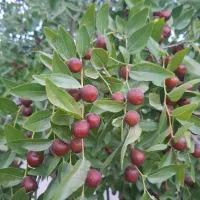 عناب درجه یک|خوردنی و آشامیدنی|قم, انسجام|دیوار