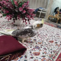 جوجه عروس هلندی لوتینو دوکت|پرنده|پیشوا, |دیوار