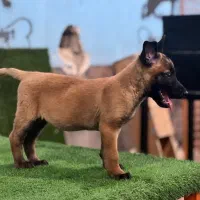 توله مالینویز باکیفیت