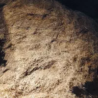 گیاه چم