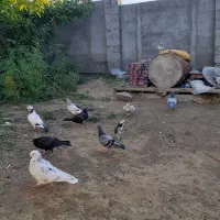 کبوتر|پرنده|گرمی, |دیوار