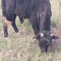 دوراس گوساله نر استثنایی سیمینتال و دورگ چالوسی|حیوانات مزرعه|کوچصفهان, |دیوار