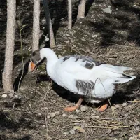 غاز دورگ|حیوانات مزرعه|گرگان, |دیوار