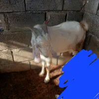 چپش نر|حیوانات مزرعه|فاریاب, |دیوار