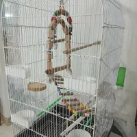 قفس پرنده|لوازم جانبی حیوانات|شیروان (خراسان), |دیوار