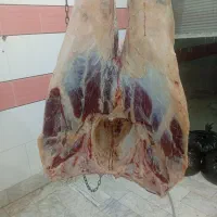 گاو گوساله افتاده|حیوانات مزرعه|ایجرود, |دیوار