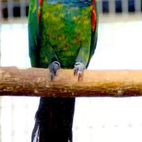 سالن پرورش طوطی|پرنده|زنجان, |دیوار