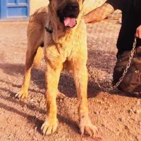 سگ سرابی اصل مخصوص نگهبانی کشش