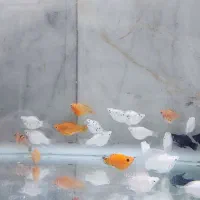 بار جدید ماهی رسید|ماهی|بیرجند, |دیوار