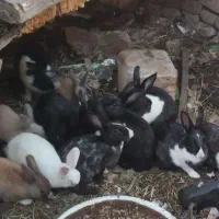 تعدادی خرگوش