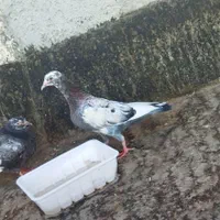 کفتر کبوتر|پرنده|مشهد, سمزقند|دیوار