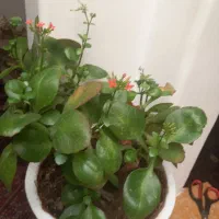 گل قاشقی ۱۸۰تومن