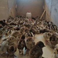 مرغ خروس امریکایی پاکستانی