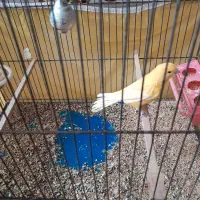 قناری سرخ ماده