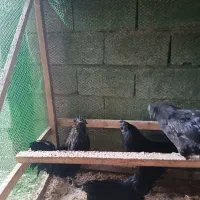 فروش مرغ و خروس ایام سمانی