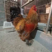 خروس برهما زرقان