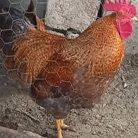 خروس|حیوانات مزرعه|میاندوآب, |دیوار