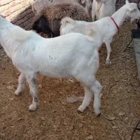 7عددگوسفند دوتاسانن دوتامیش  چبش گلابی ودوتاالپاین|حیوانات مزرعه|بردسکن, |دیوار