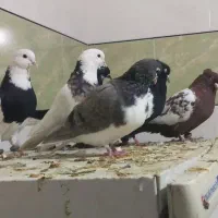 قیمت کبوترها بسیار خوب