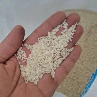 برنج دم سیاه