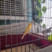 قناری نرطلایی بخون|پرنده|بروجن, |دیوار