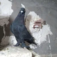 ریش  زاغ سفید و.... بردسیر