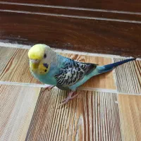 مرغ عشق دستی