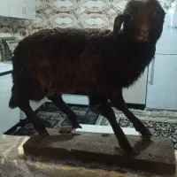 مرغ خروس گوسفند طبیعی|مجسمه، تندیس، ماکت|زابل, |دیوار