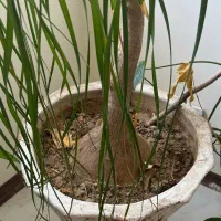 گل لیندا|گل و گیاه طبیعی|شیراز, عفیفآباد|دیوار
