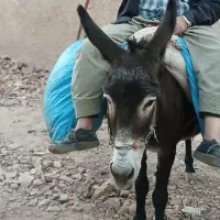 ماده الاغ به قیمت آبستن