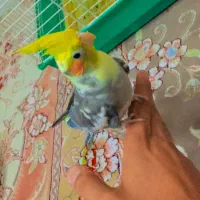 عروس هلندی نر فوق دستی سخنگو با قفس|پرنده|اصفهان, شهشهان|دیوار