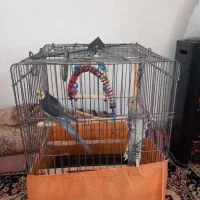 دو عدد عروس هلندی