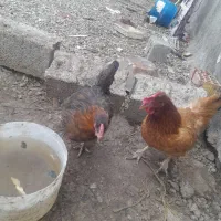 ۳ تا مرغ|حیوانات مزرعه|ماهدشت, |دیوار