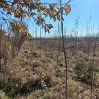 4500-متر-زمین-باغی-در-لاهیجان