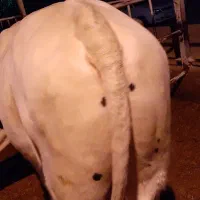 گوساله نر