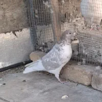 کفتر کبوتر پرشی