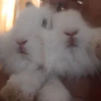 خرگوش لوپی. علف خور