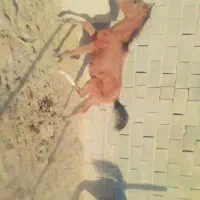 اسب درشوری|اسب و تجهیزات اسب‌سواری|اقلید, |دیوار