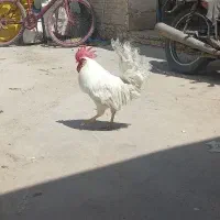 خروس